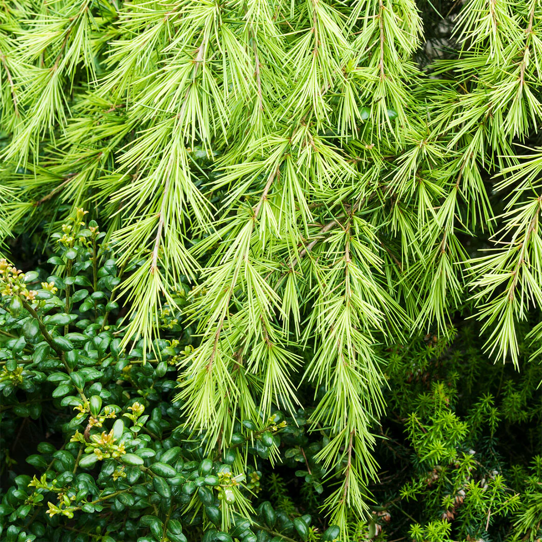 Golden Deodar Cedar Tree - Image 4