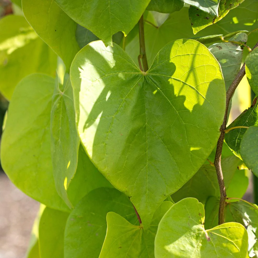 Bloomables® Golden Falls® Redbud Tree - Image 3