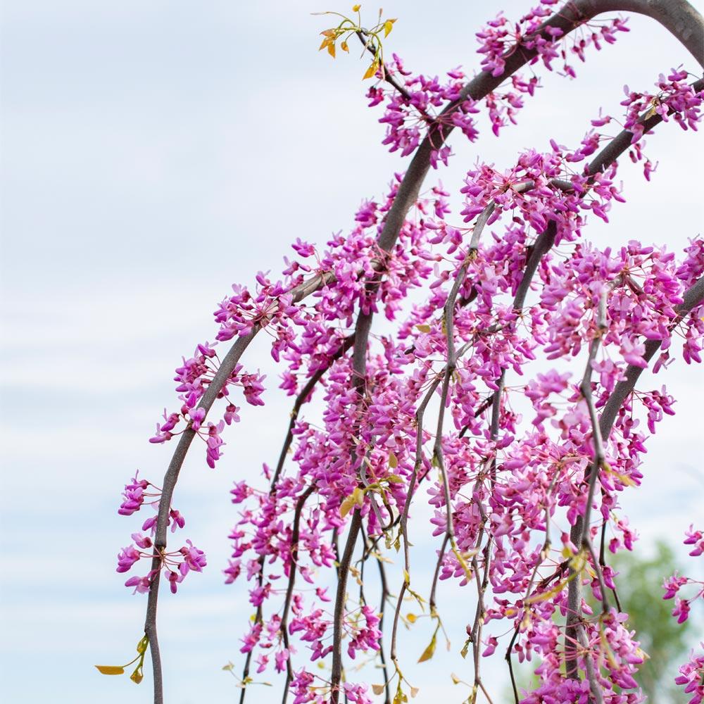 Bloomables® Golden Falls® Redbud Tree - Image 4