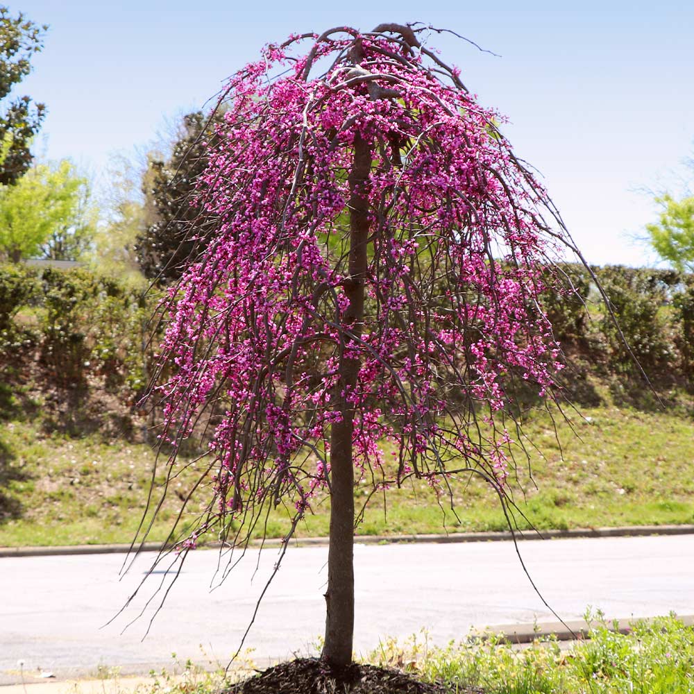 Bloomables® Golden Falls® Redbud Tree - Image 5