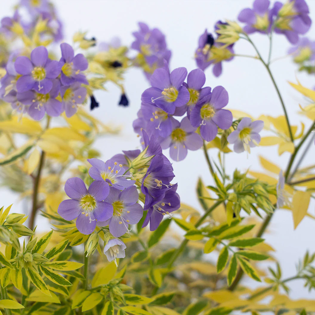 Better Versions® Golden Feathers Polemonium Plant - Image 2