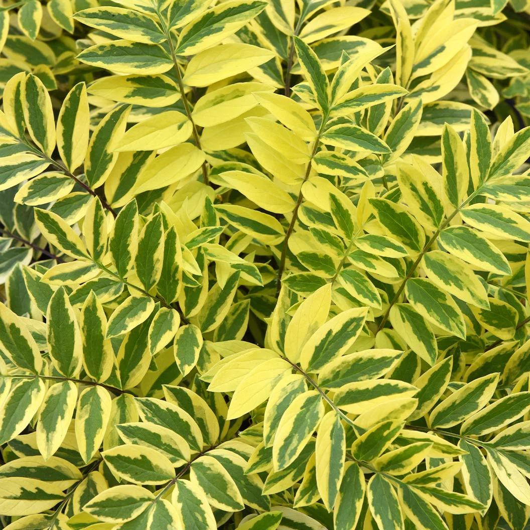 Better Versions® Golden Feathers Polemonium Plant - Image 3