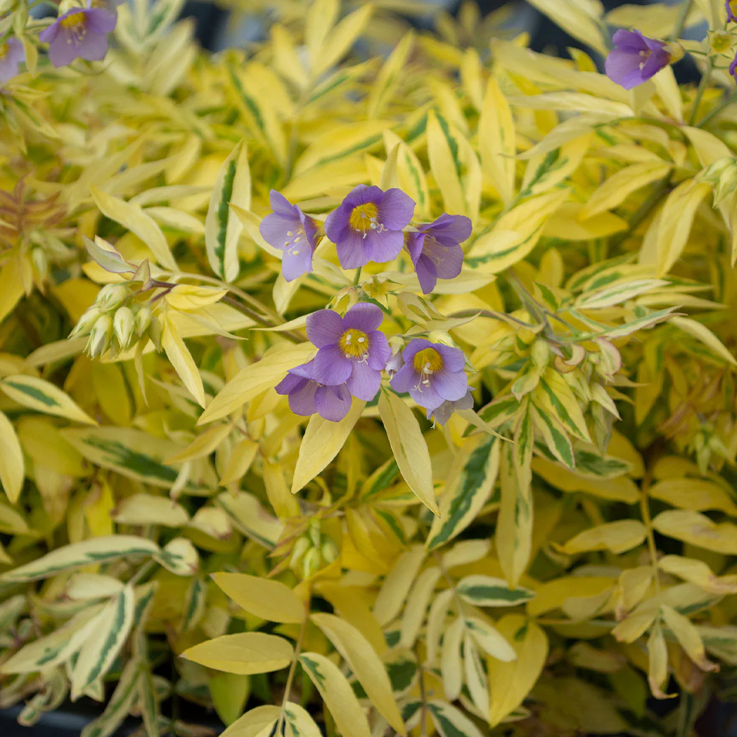 Better Versions® Golden Feathers Polemonium Plant - Image 4