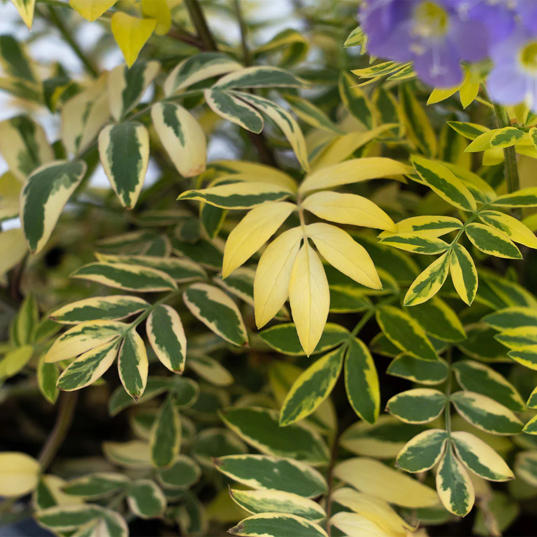 Better Versions® Golden Feathers Polemonium Plant - Image 5