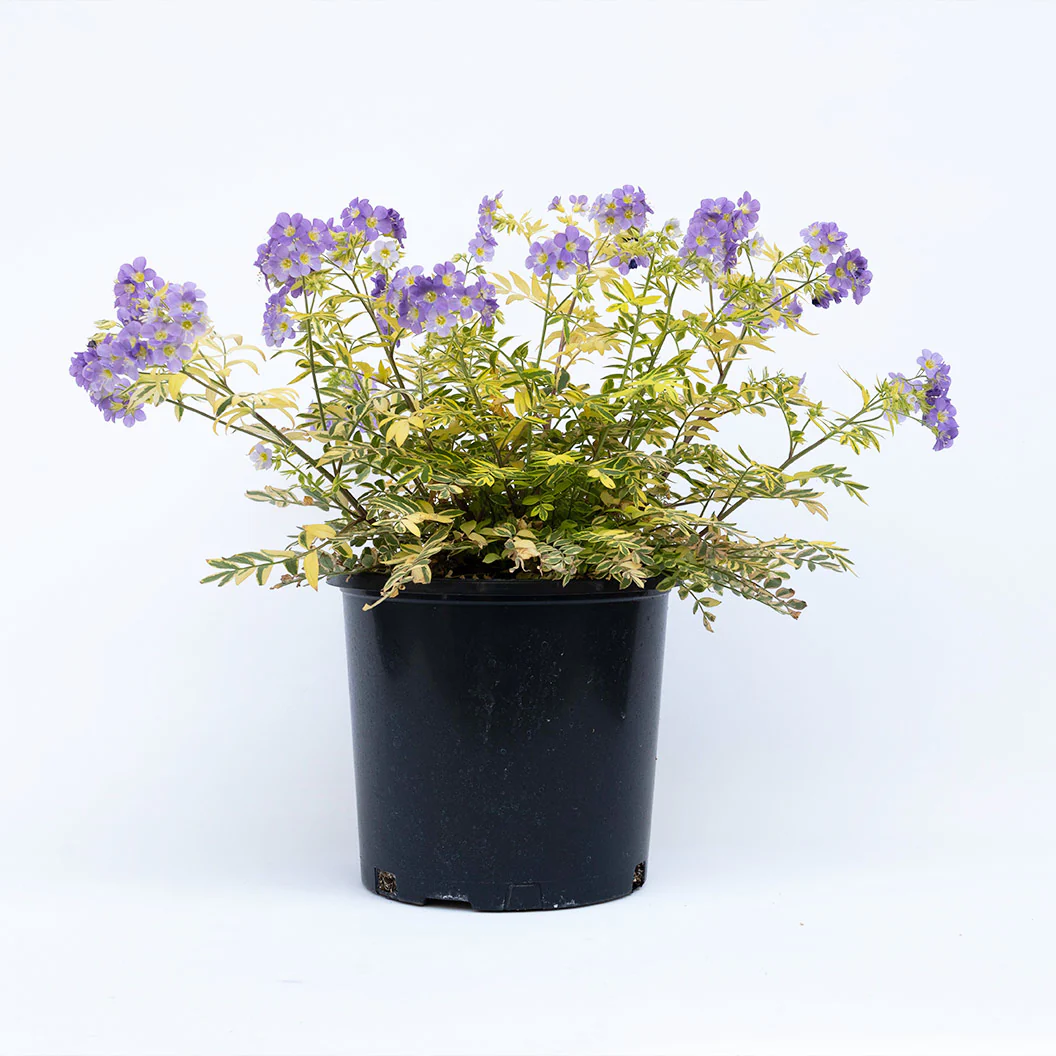 Better Versions® Golden Feathers Polemonium Plant - Image 6