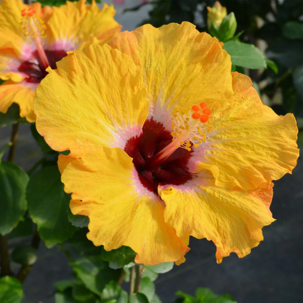 Proven Winners® Golden Globe™ Hollywood® Hibiscus - Image 2