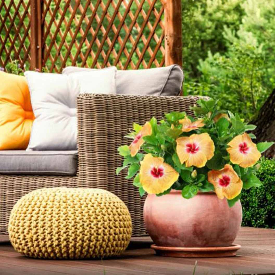Proven Winners® Golden Globe™ Hollywood® Hibiscus - Image 3
