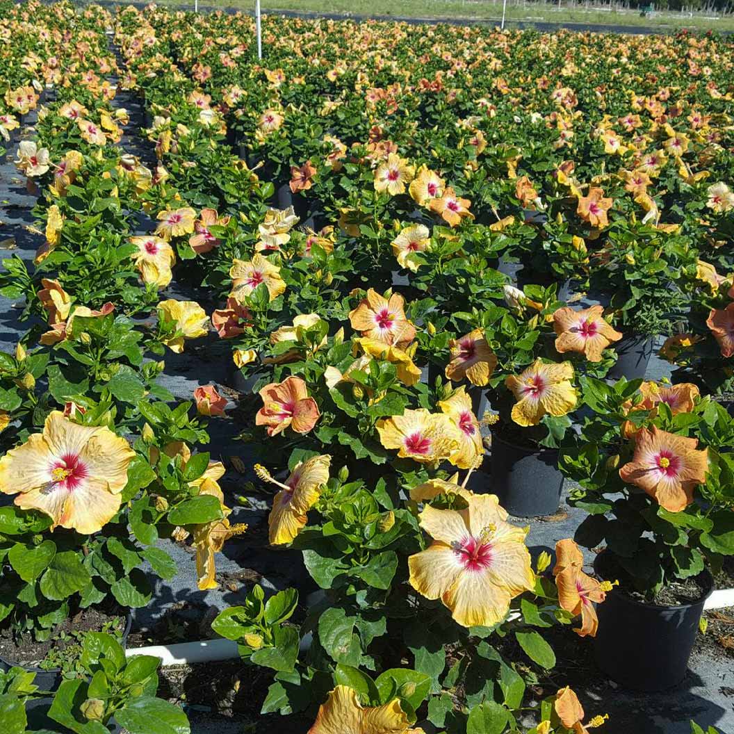 Proven Winners® Golden Globe™ Hollywood® Hibiscus - Image 4