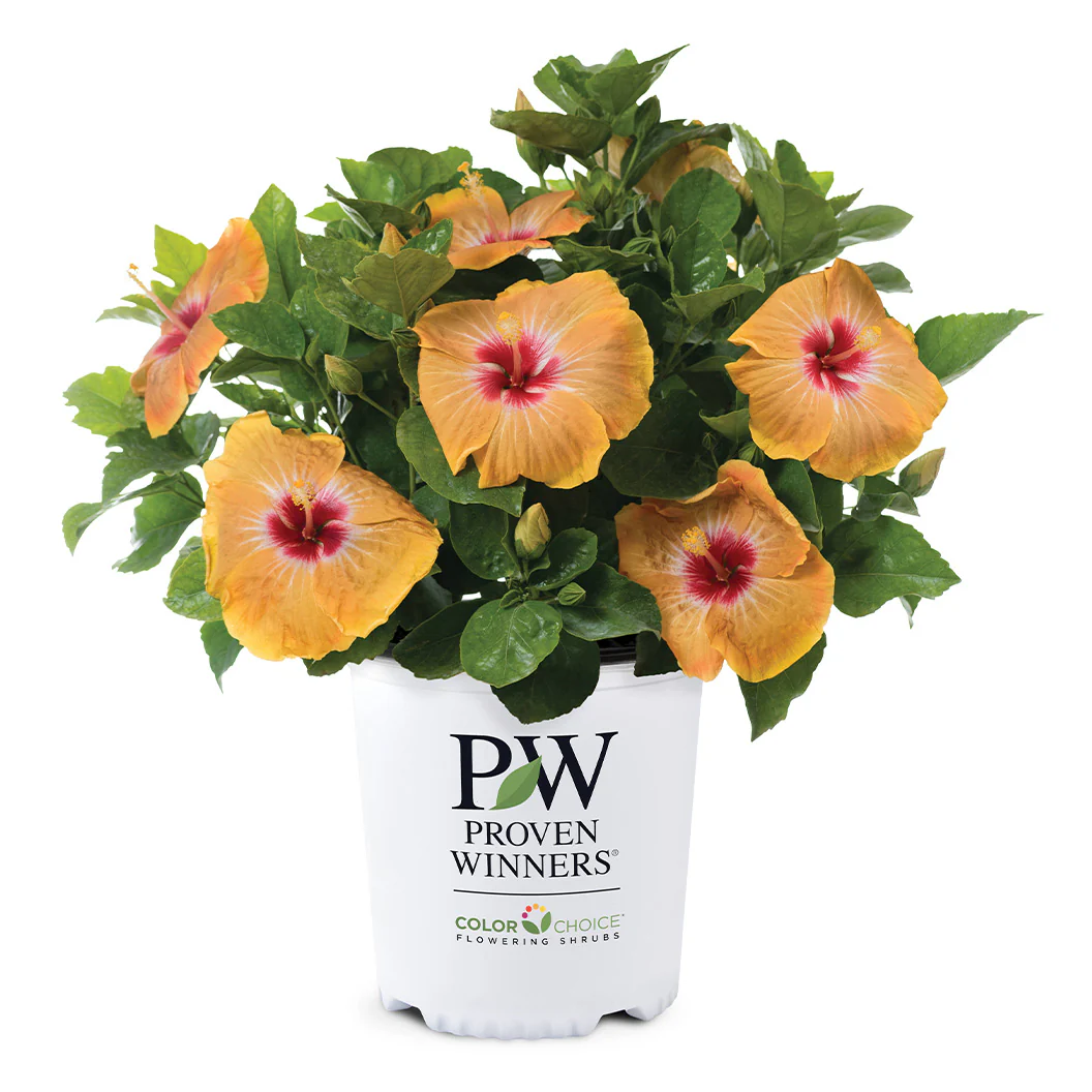 Proven Winners® Golden Globe™ Hollywood® Hibiscus - Image 5