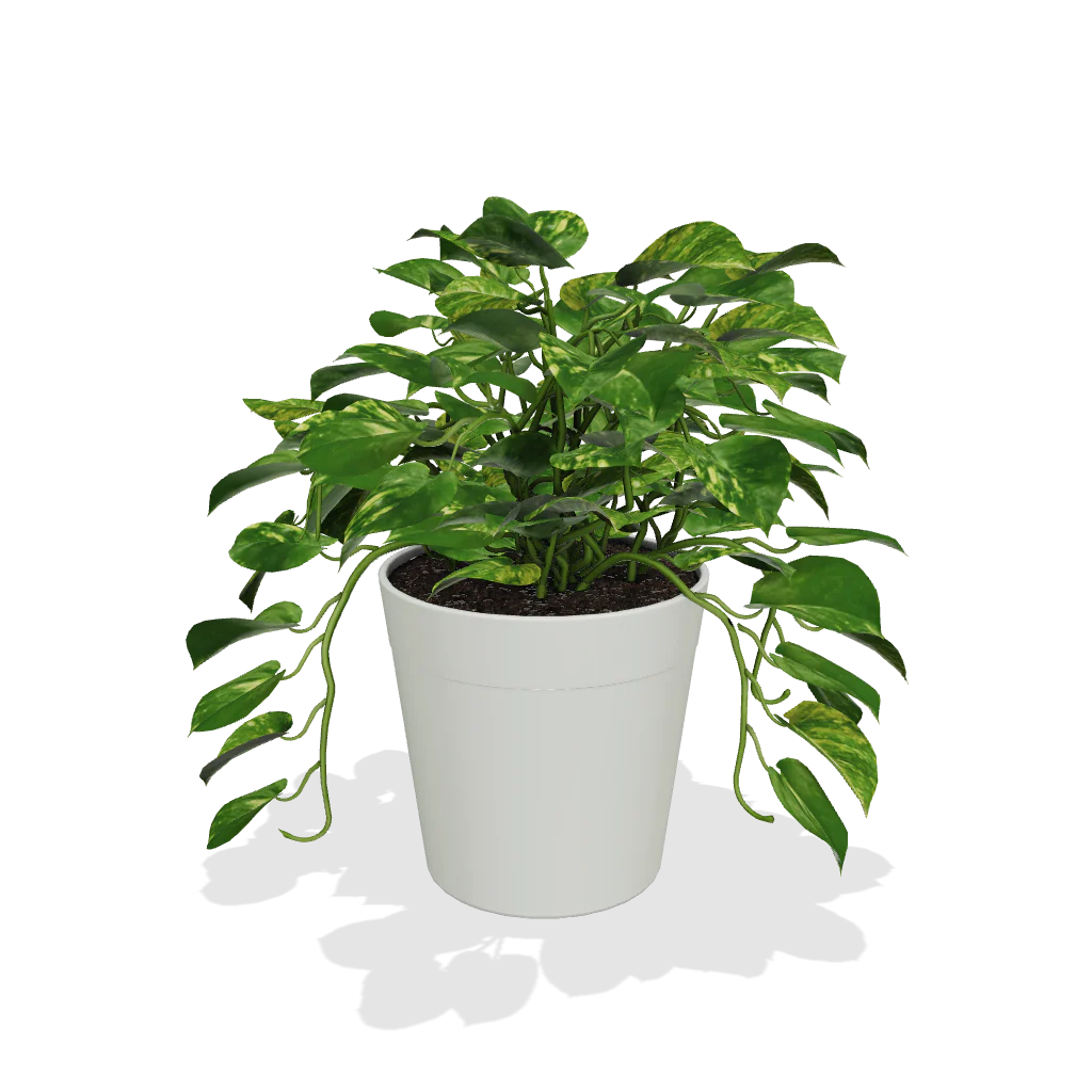Golden Pothos - Image 3