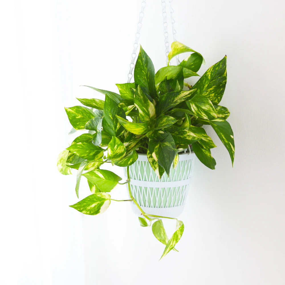 Golden Pothos - Image 4