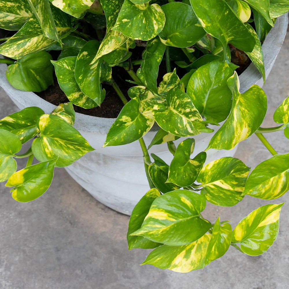 Golden Pothos - Image 5