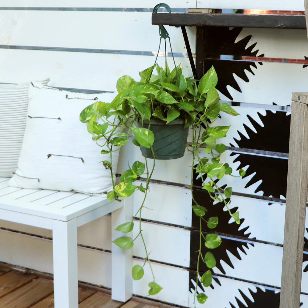 Golden Pothos - Image 6