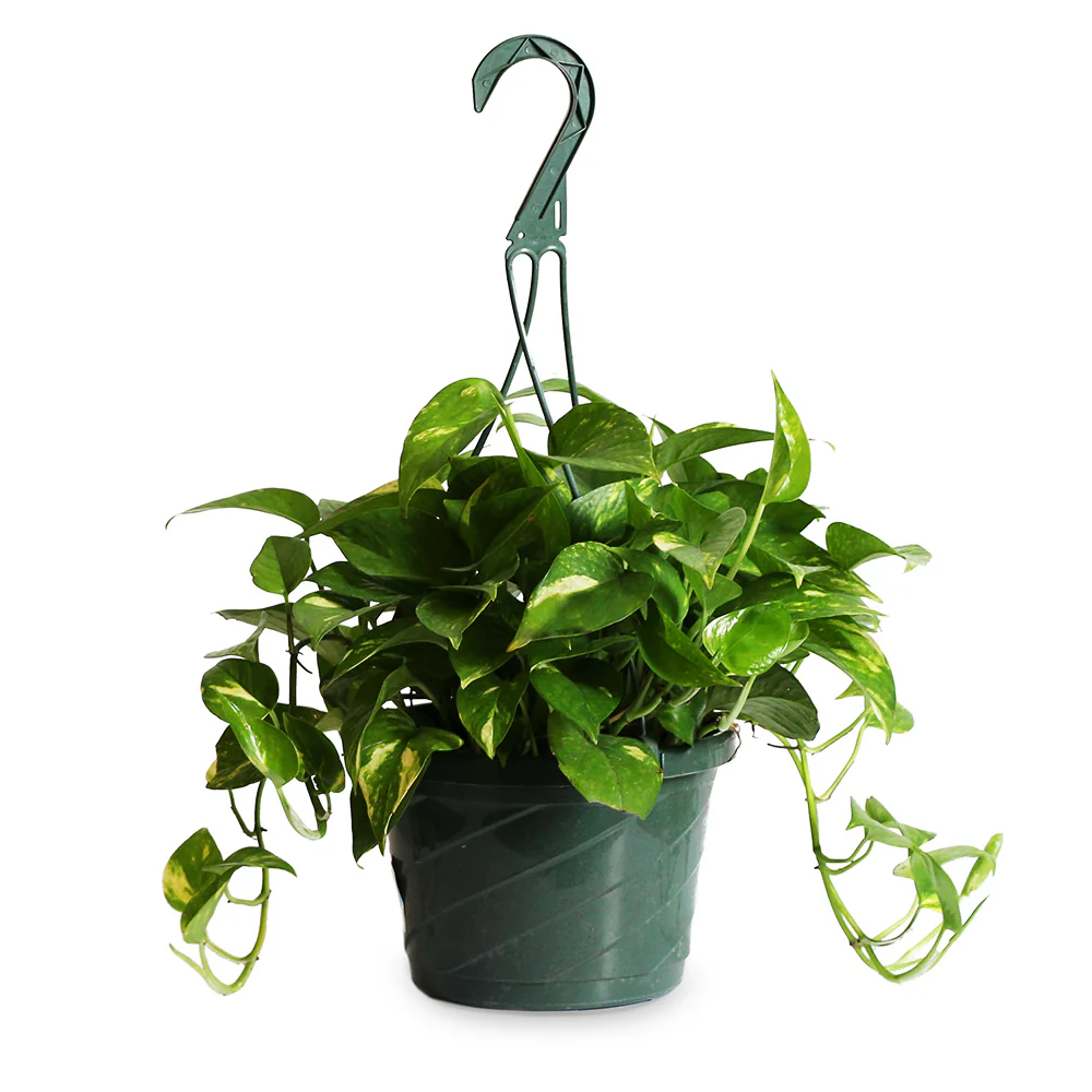 Golden Pothos - Image 7