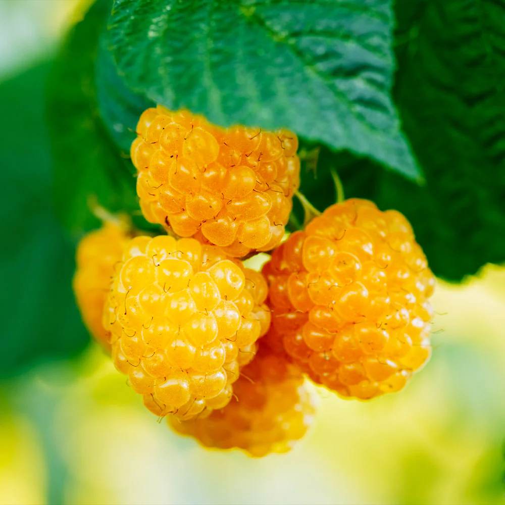 Golden Raspberry Plant - USDA Organic - Image 2