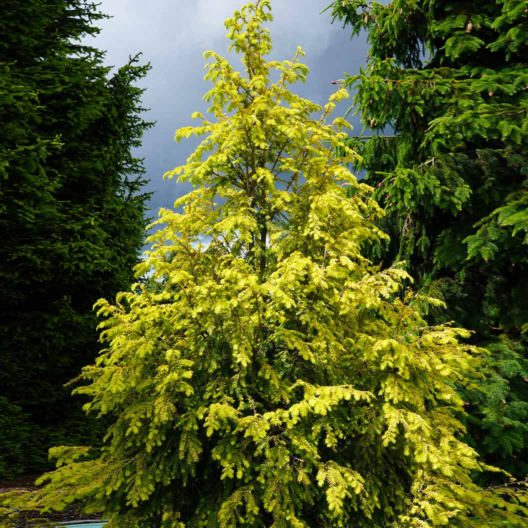 Golden Splendor Canadian Hemlock Tree - Image 2