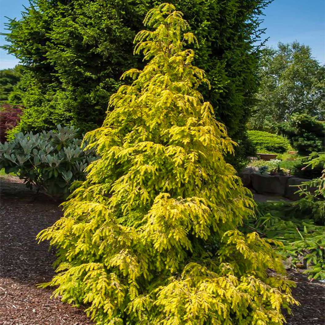 Golden Splendor Canadian Hemlock Tree - Image 3