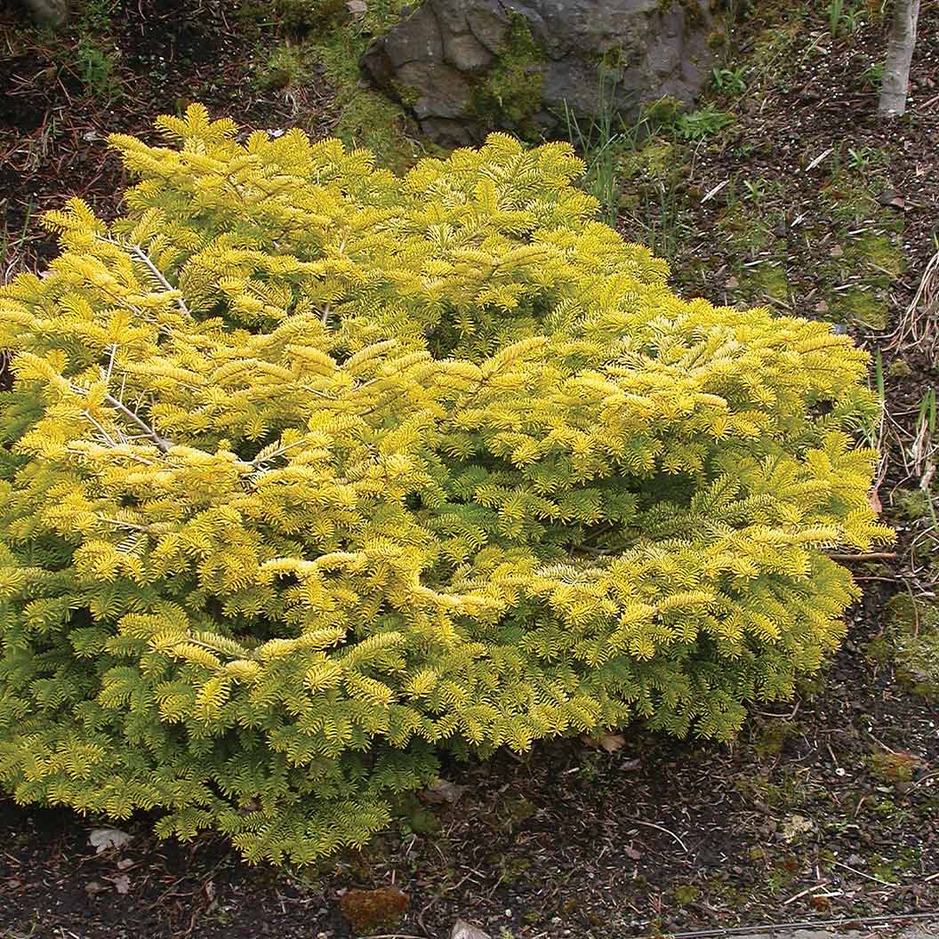 Golden Spreader Nordmann Fir Plant - Image 3