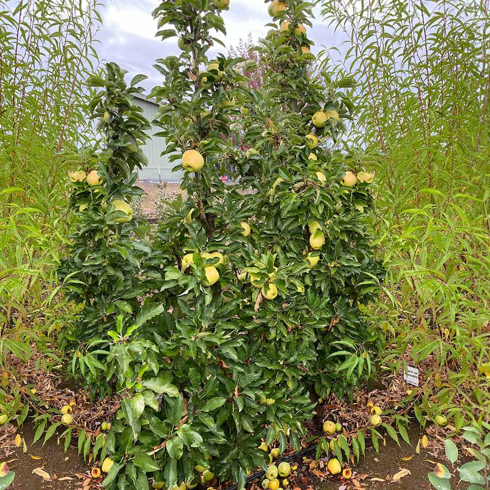 Fruit Snacks® Golden Treat™ Columnar Apple Tree - Image 3