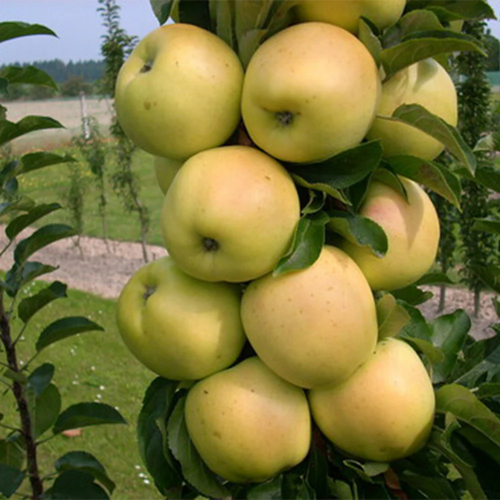 Fruit Snacks® Golden Treat™ Columnar Apple Tree - Image 4