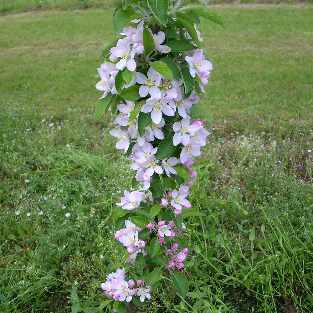 Fruit Snacks® Golden Treat™ Columnar Apple Tree - Image 5