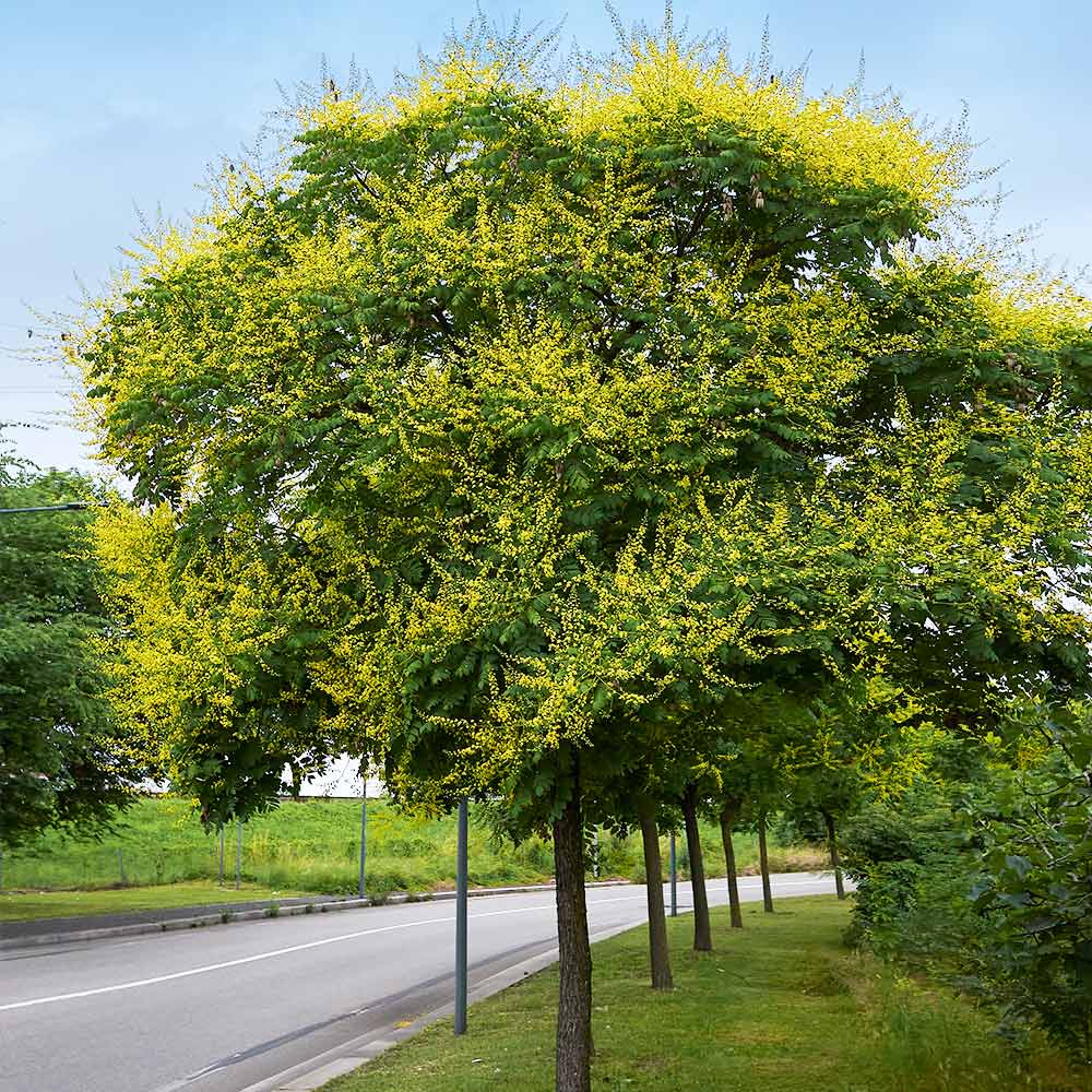 Golden Raintree - Image 3