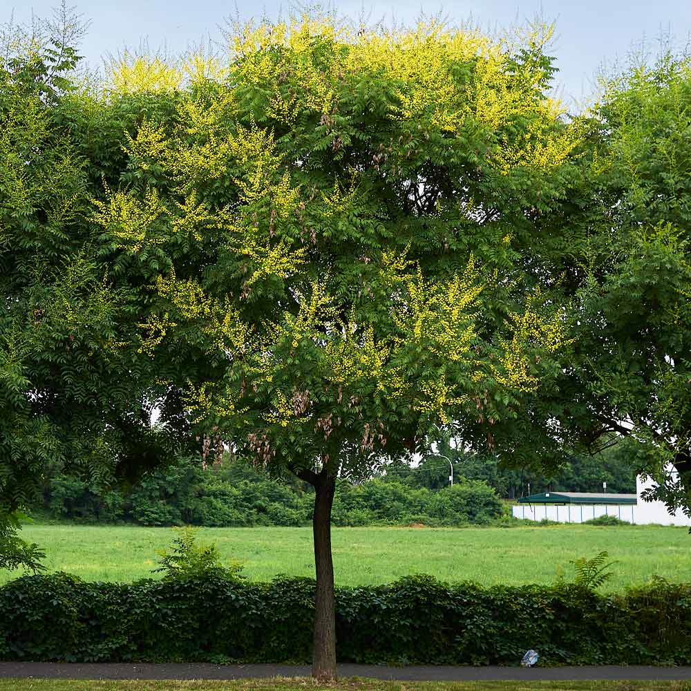 Golden Raintree - Image 4