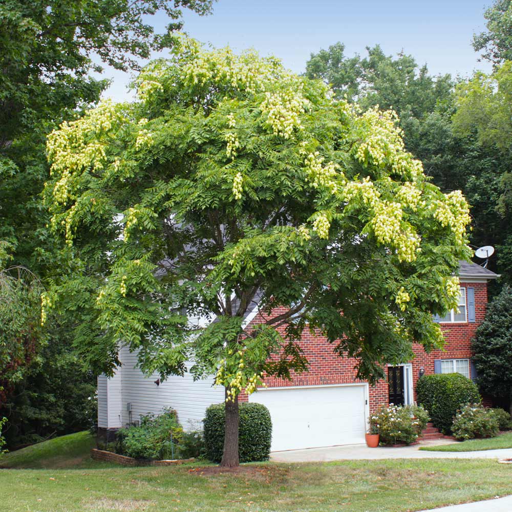 Golden Raintree - Image 5