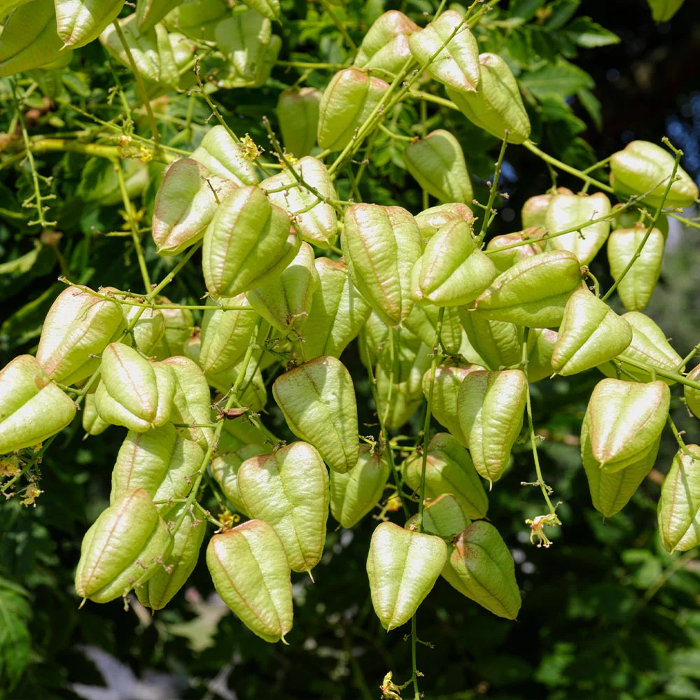 Golden Raintree - Image 6