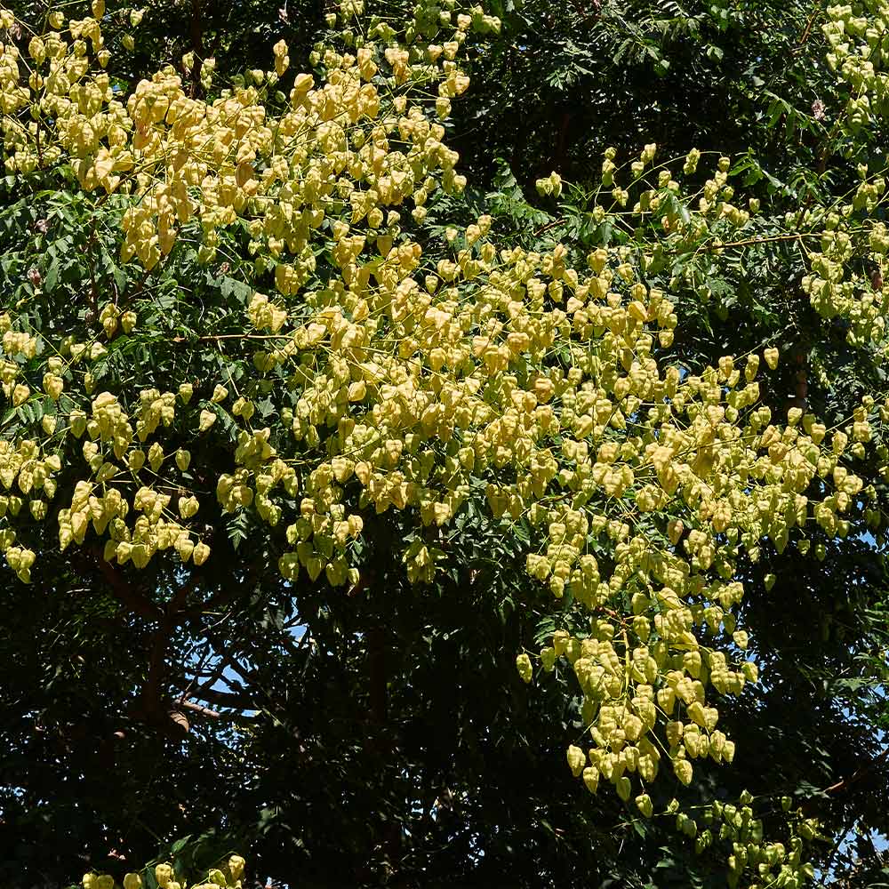 Golden Raintree - Image 7