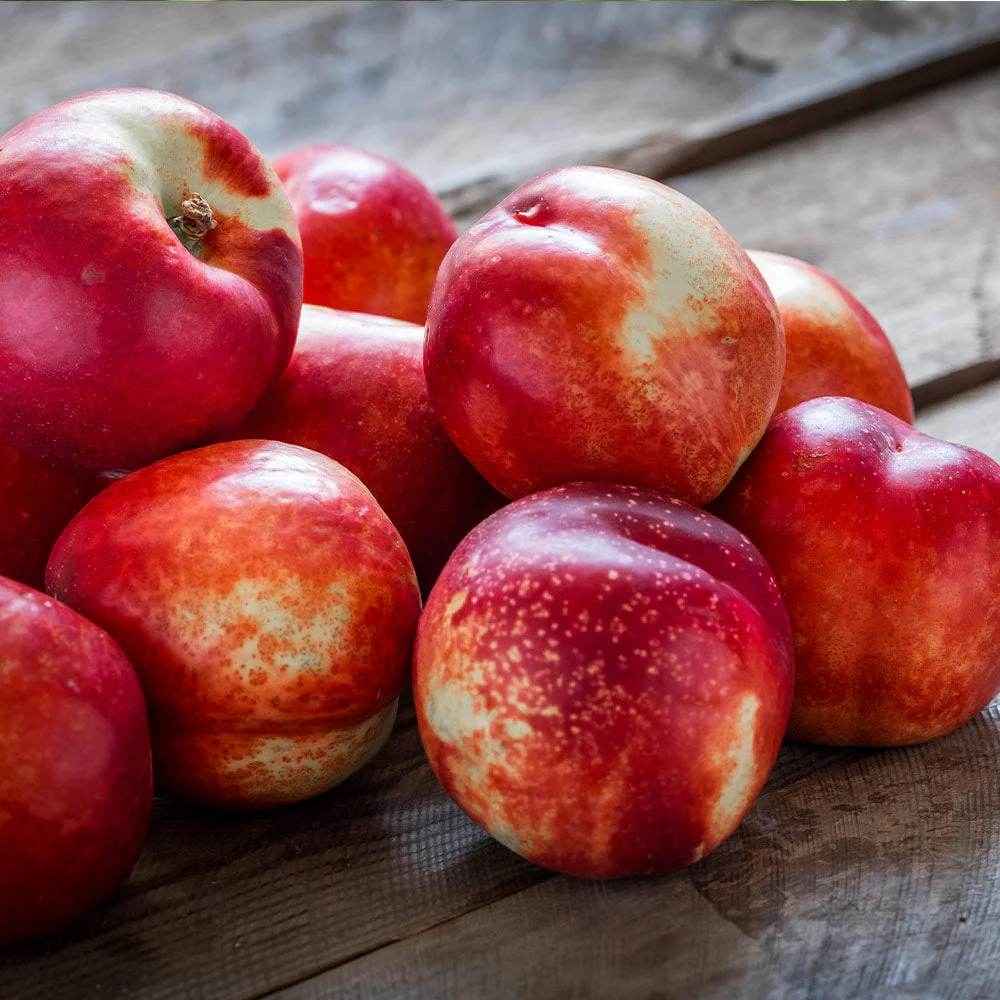 Goldmine Nectarine Tree - Image 3