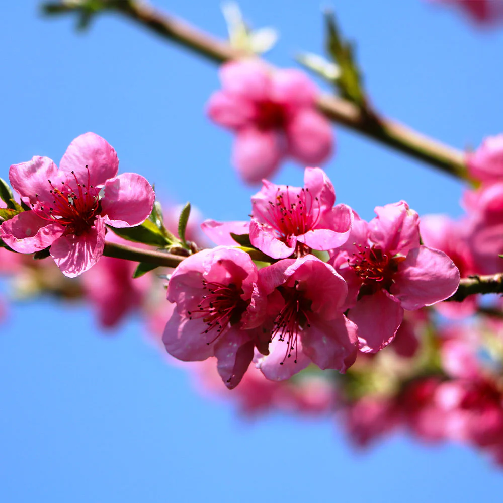 Goldmine Nectarine Tree - Image 4