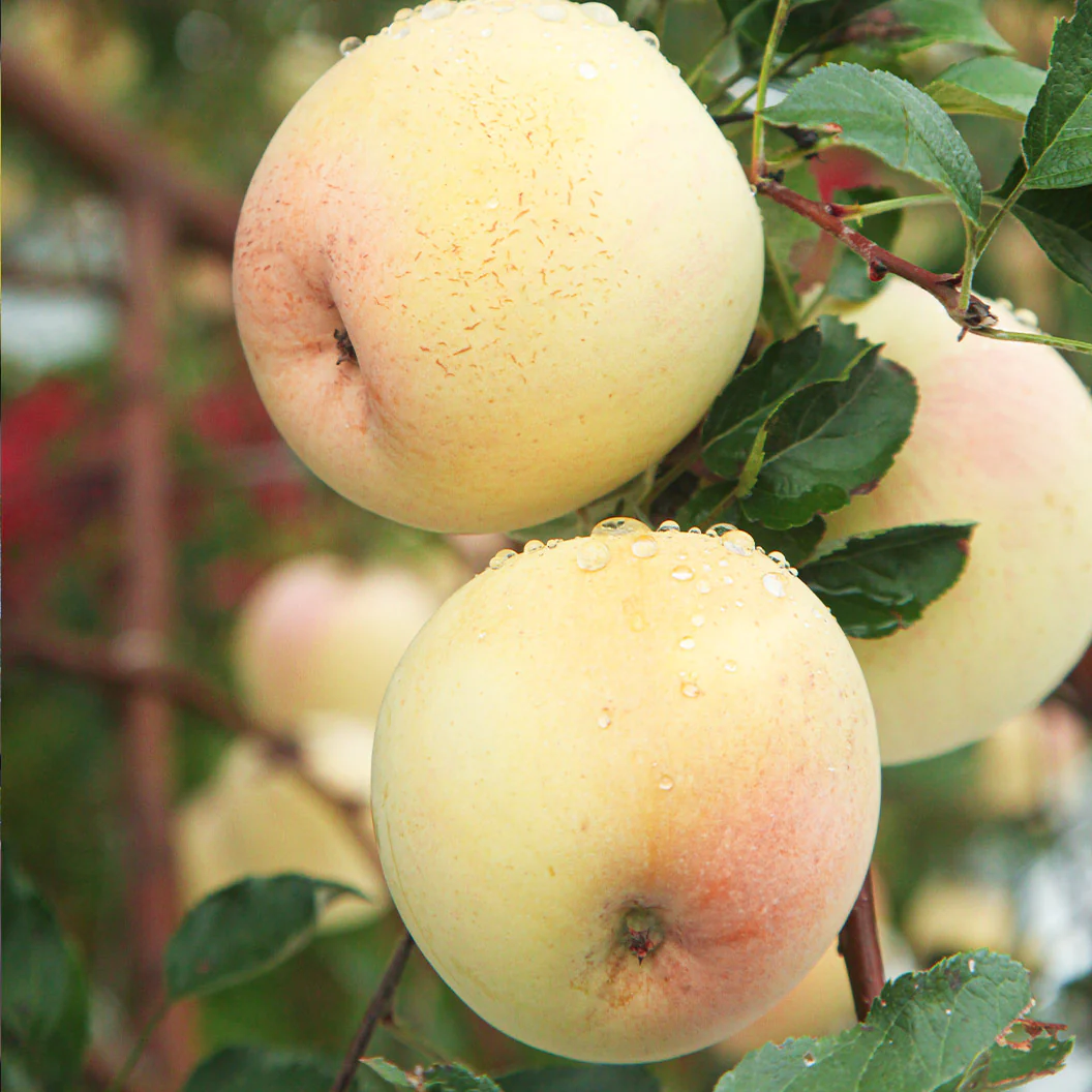 GoldRush Apple Tree - Image 2