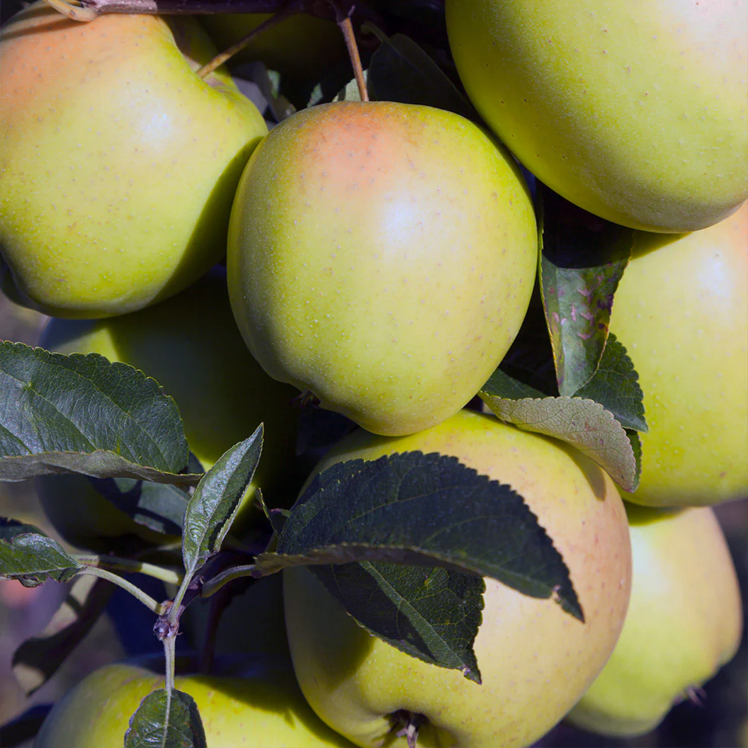 GoldRush Apple Tree - Image 3