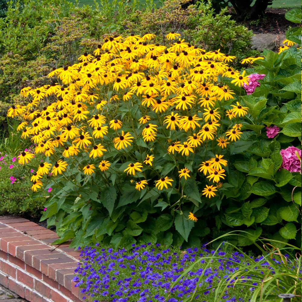Goldsturm Black-Eyed Susan - Image 4