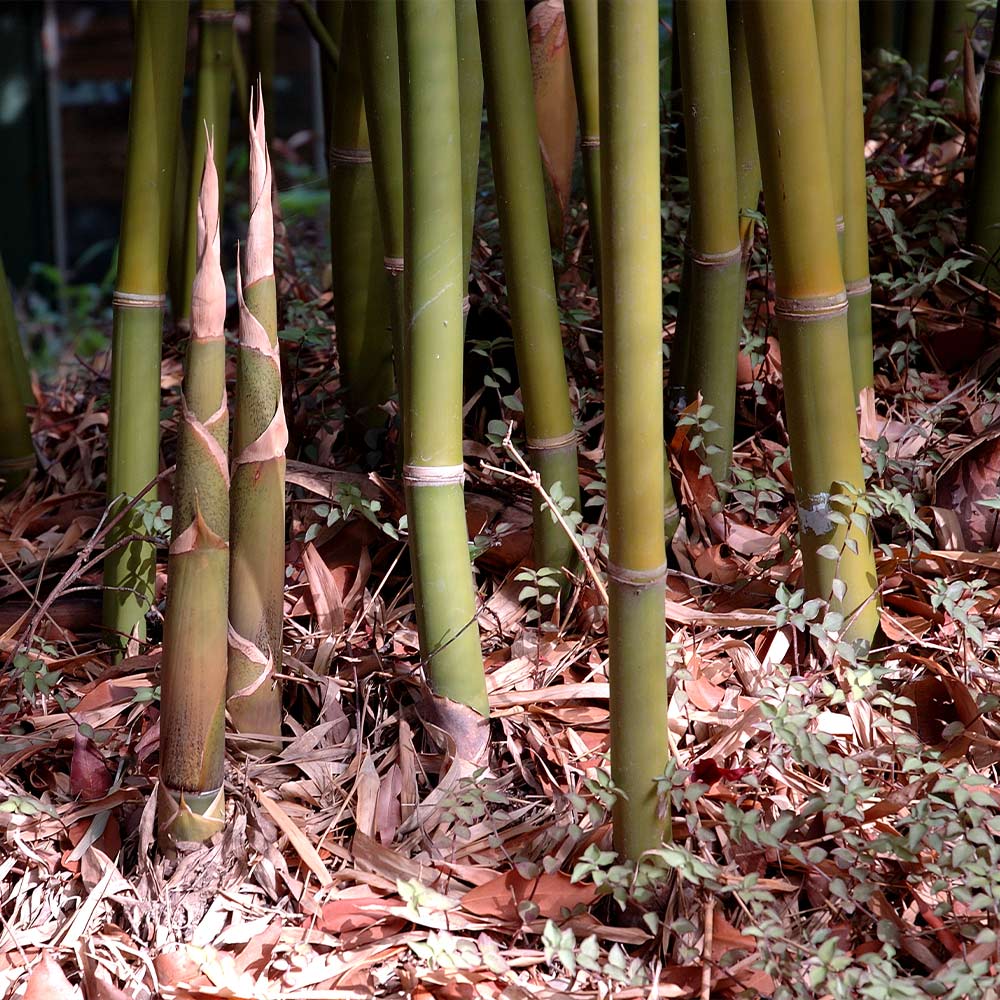 Graceful Bamboo - Image 3