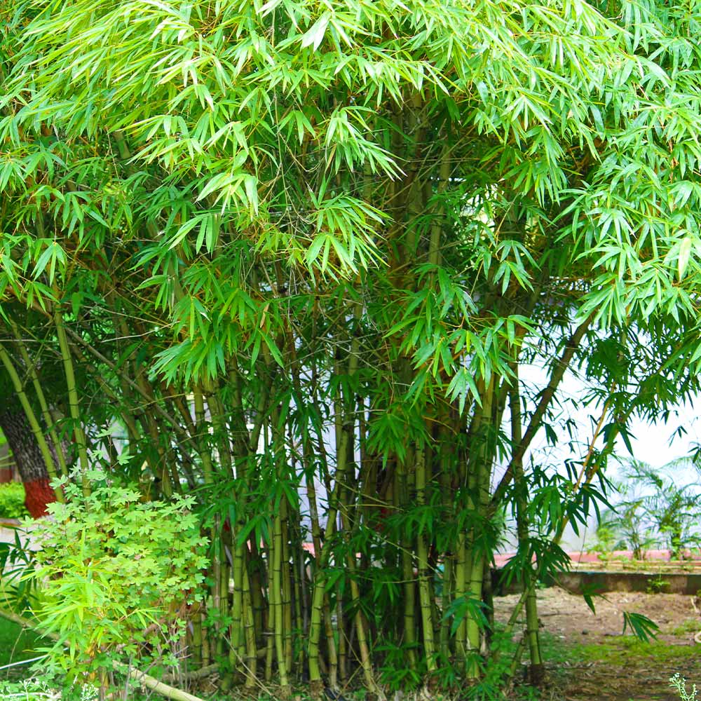 Graceful Bamboo - Image 4