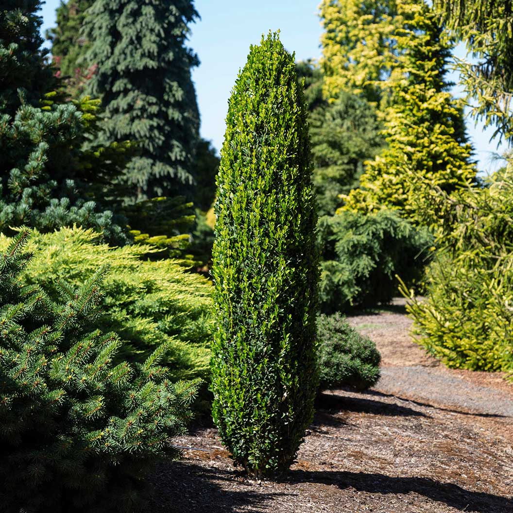 Graham Blandy Boxwood Shrub - Image 2