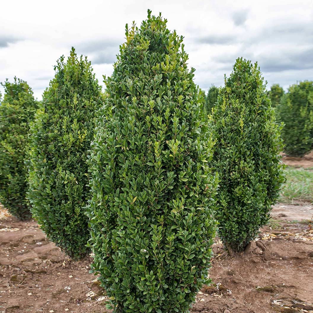 Graham Blandy Boxwood Shrub - Image 3