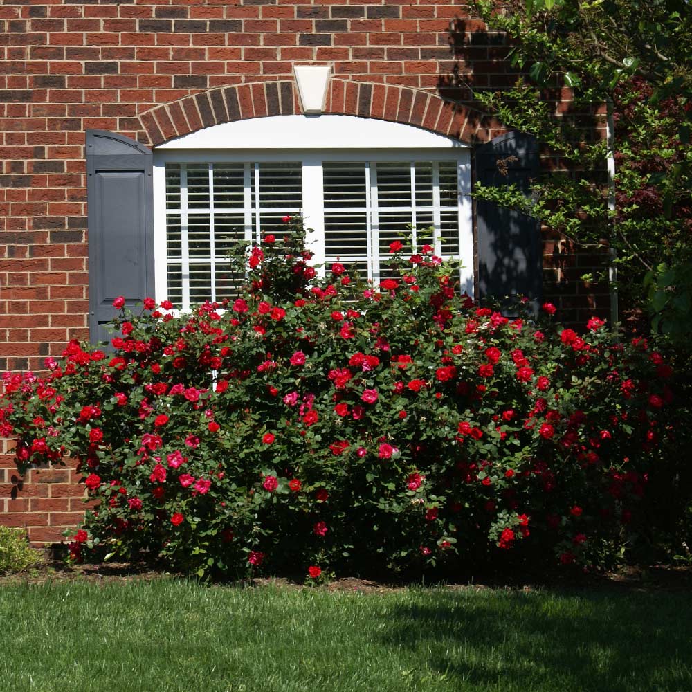 The Grand Champion™ Rose Shrub - Image 3