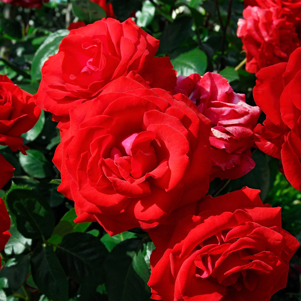 The Grand Champion™ Rose Shrub - Image 4
