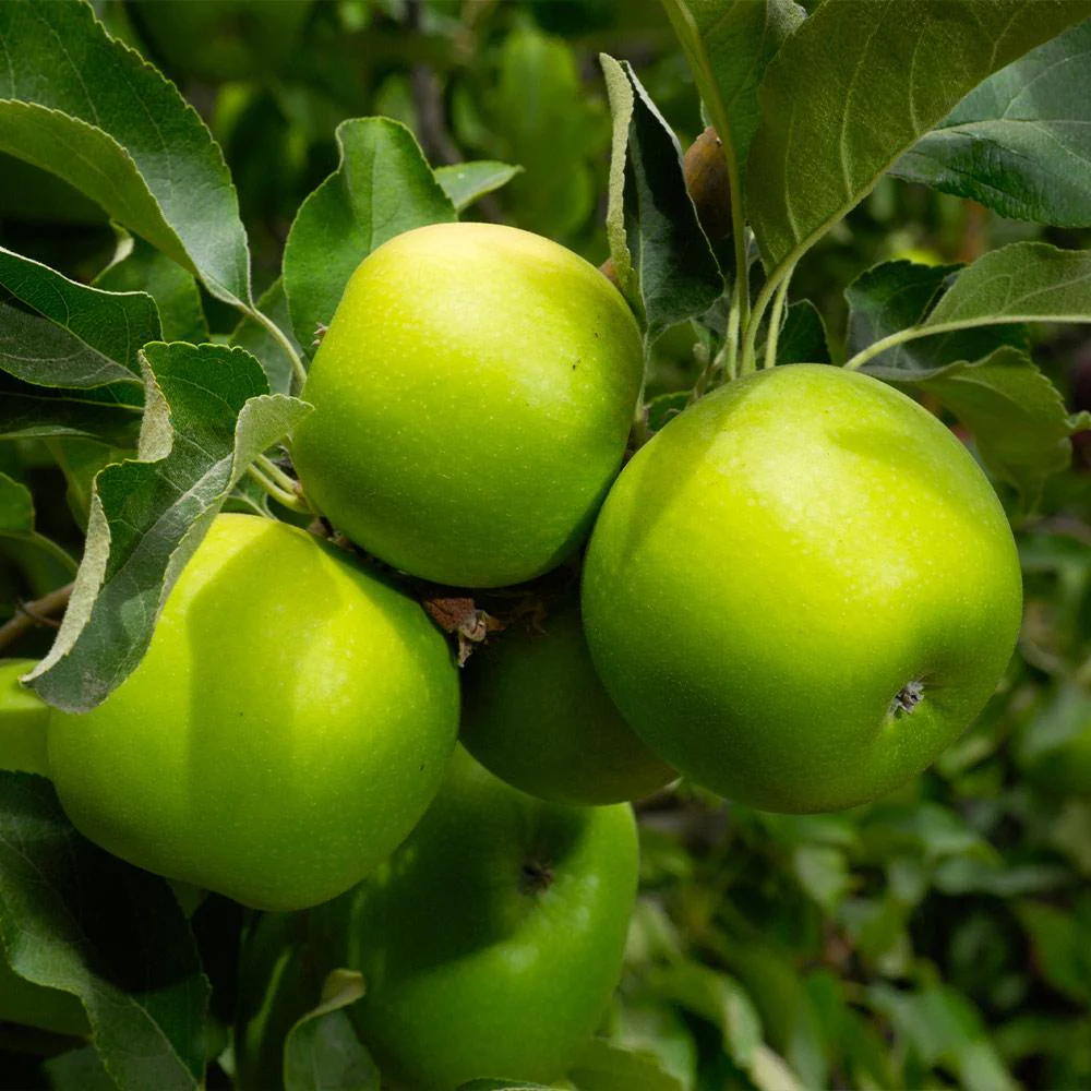 Granny Smith Apple Tree - Image 2