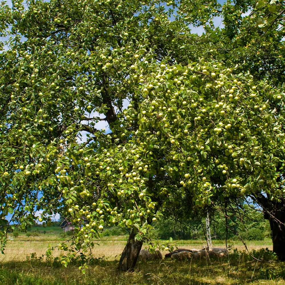 Granny Smith Apple Tree - Image 3