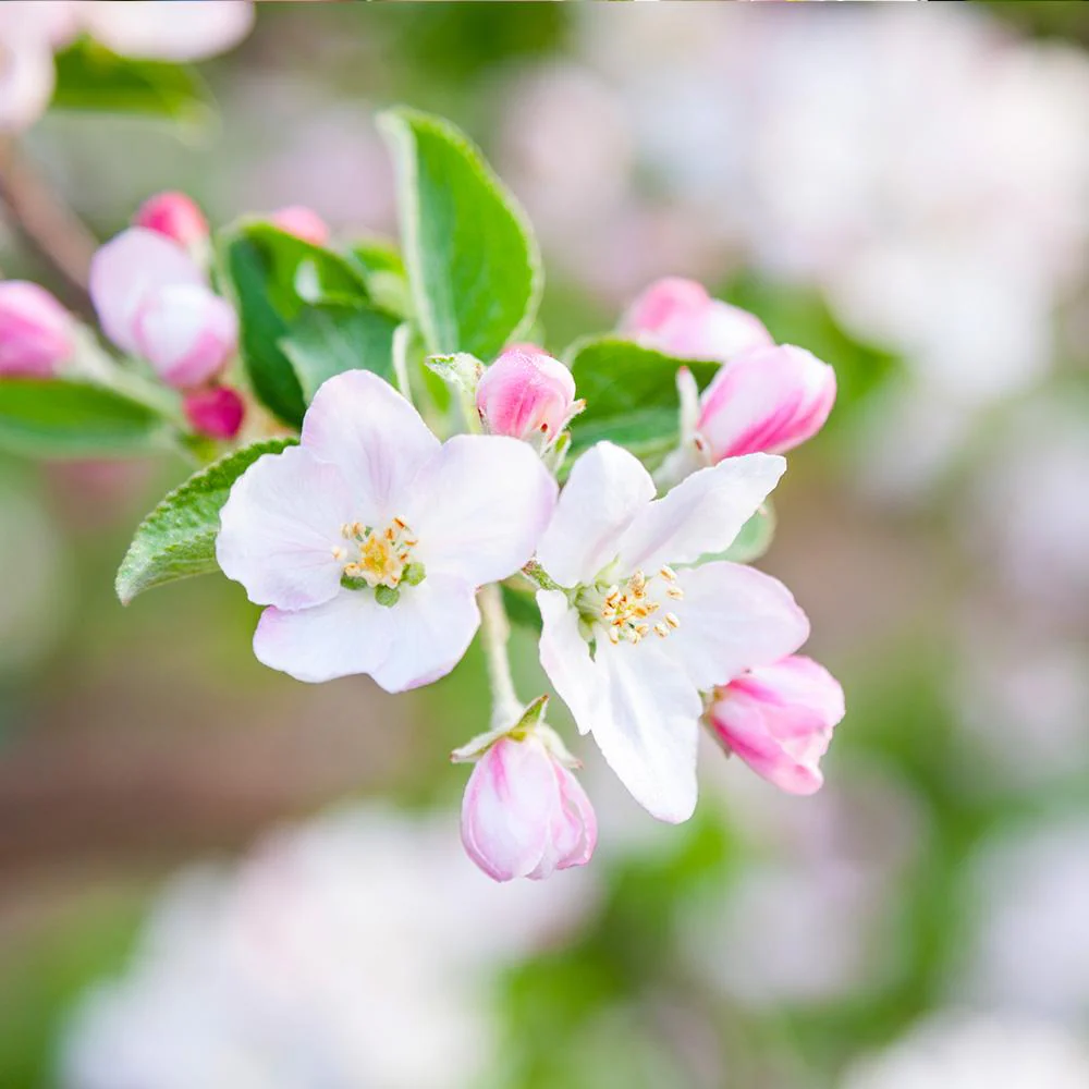 Granny Smith Apple Tree - Image 6