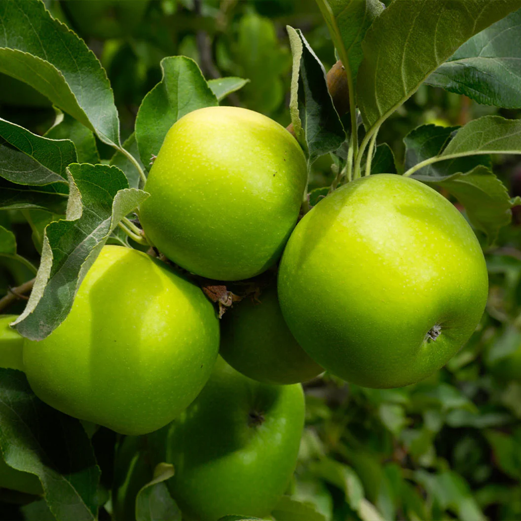 Bestselling Trees & Plants