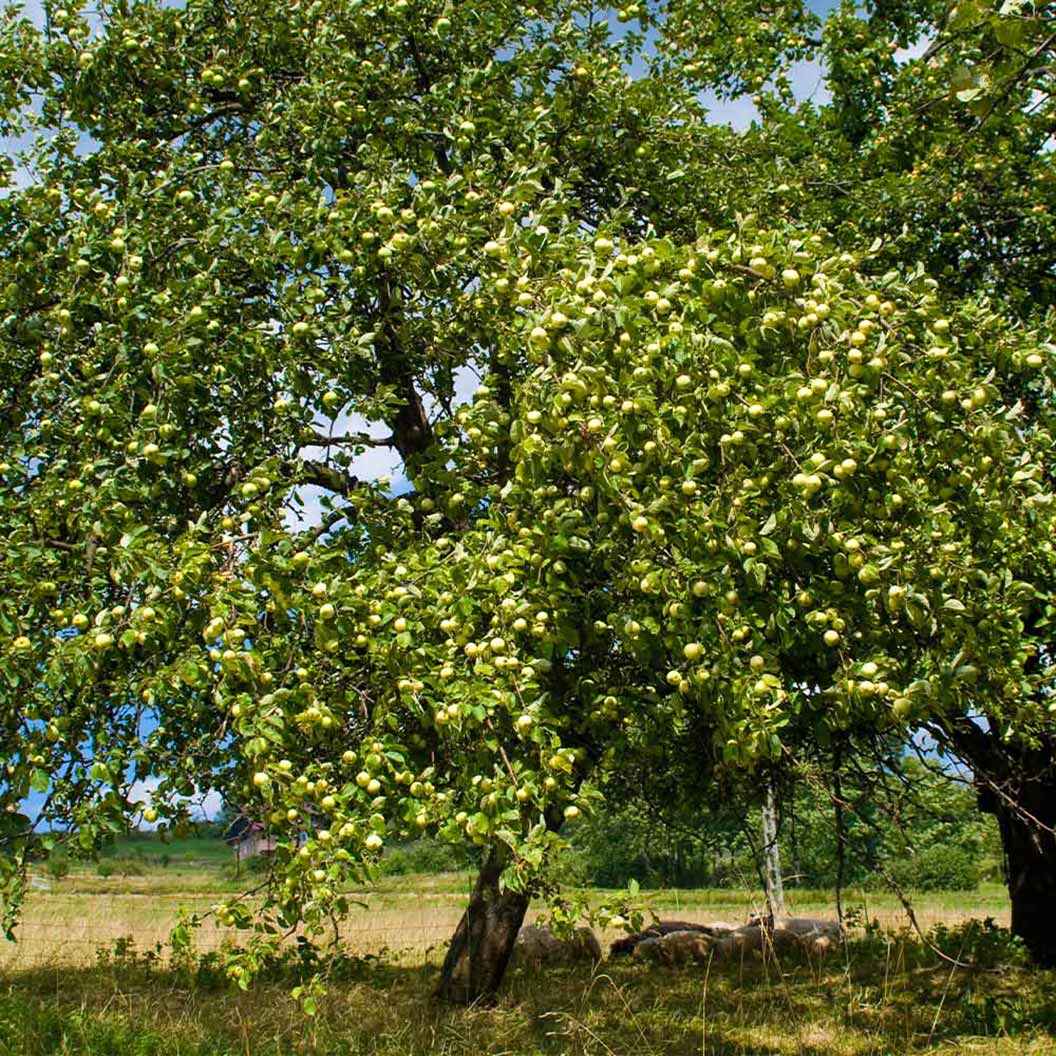 Granny Smith Apple Tree - Image 3