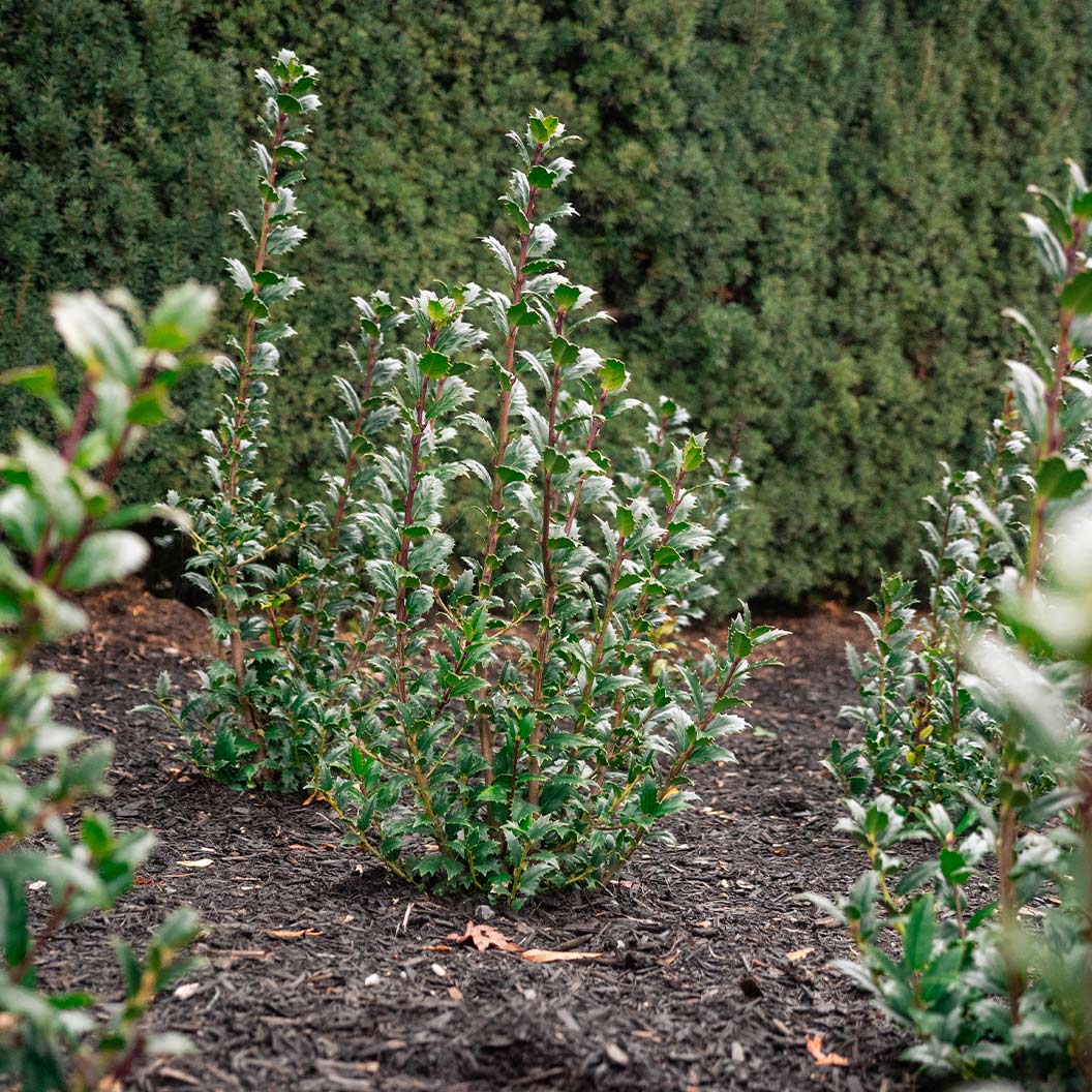 Great Neighbor™ Holly Shrub - Image 2