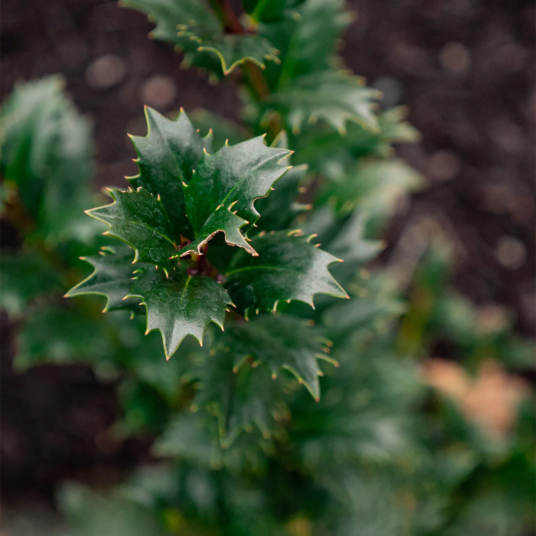 Great Neighbor™ Holly Shrub - Image 3