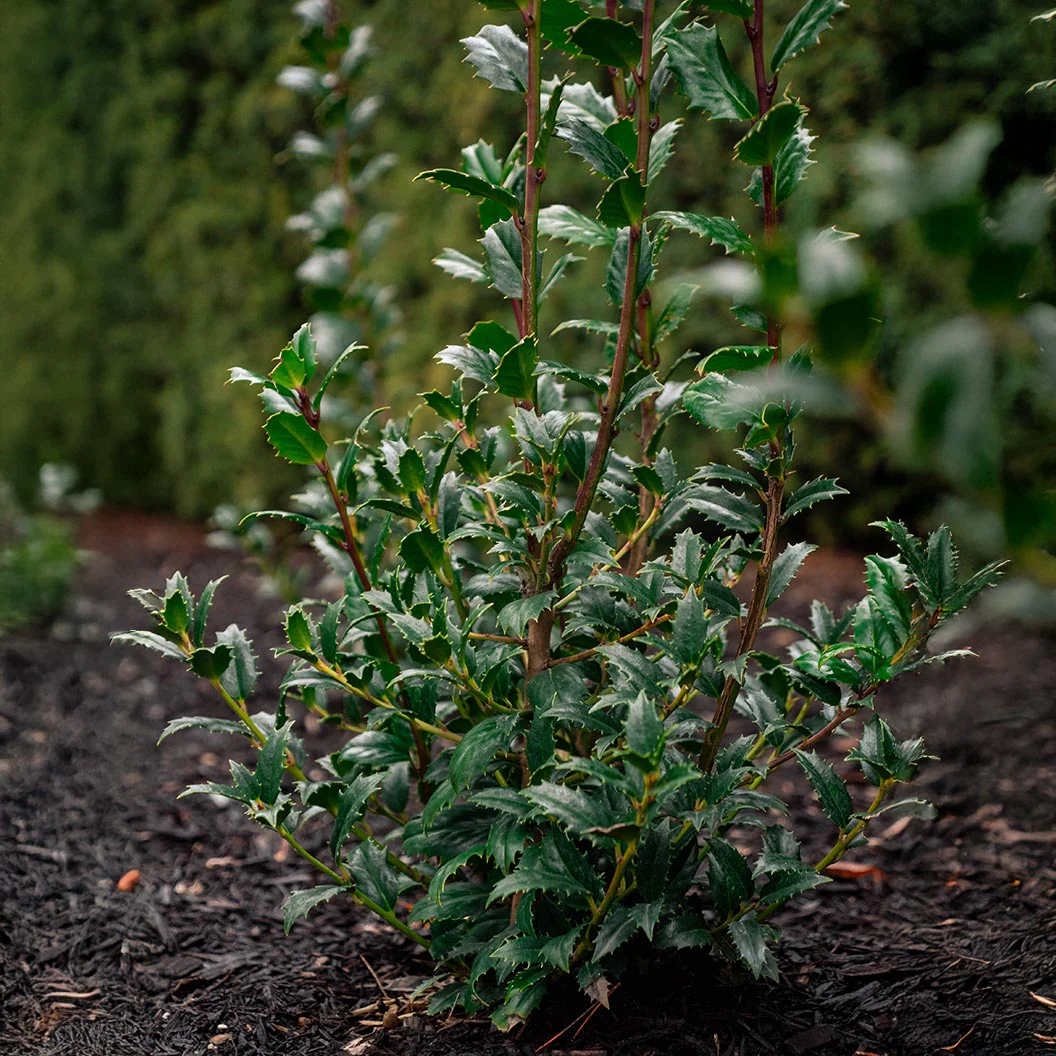 Great Neighbor™ Holly Shrub - Image 4
