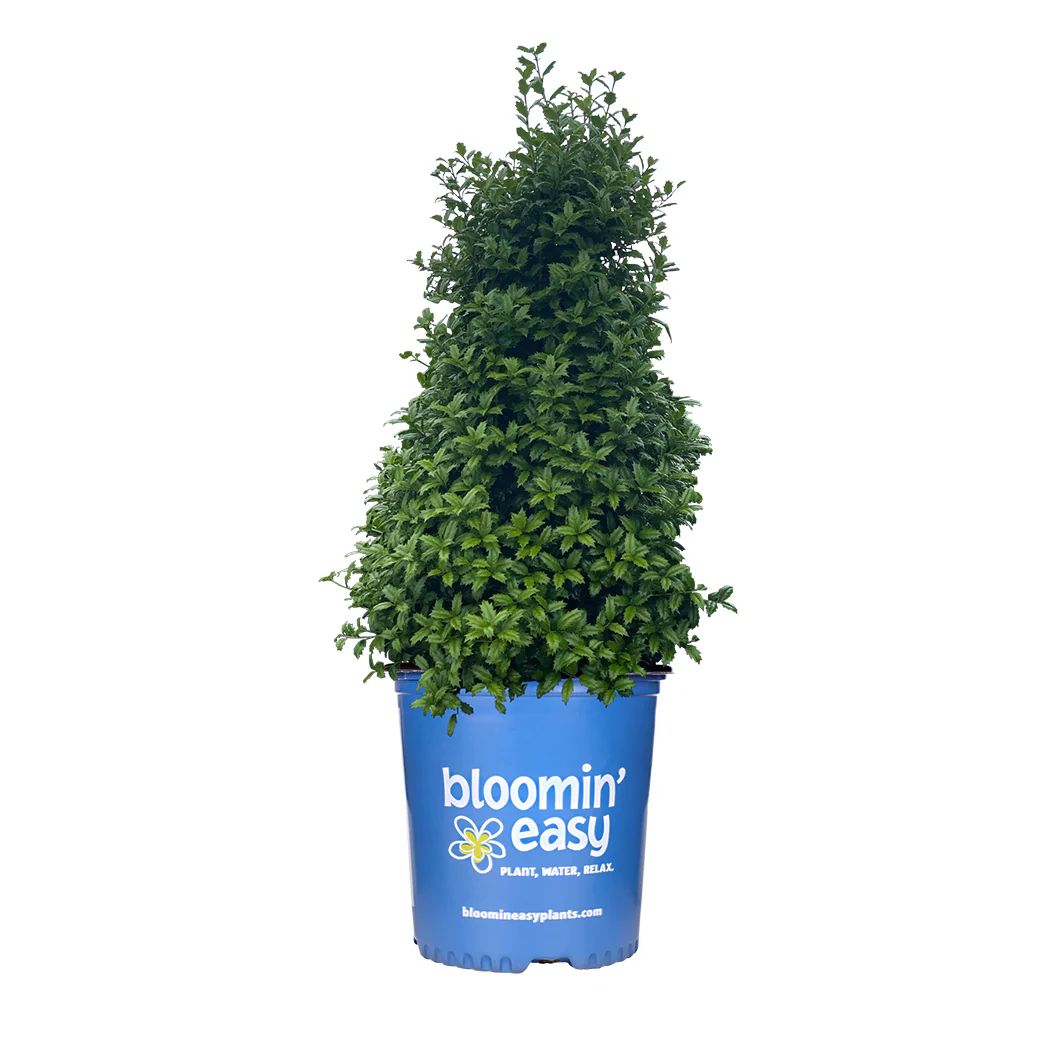 Great Neighbor™ Holly Shrub - Image 5